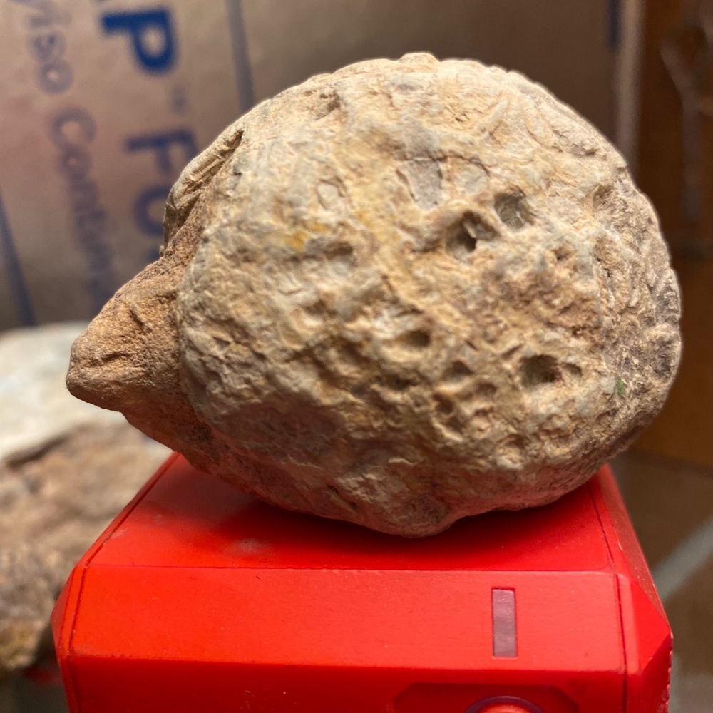 Petrified baby turtle